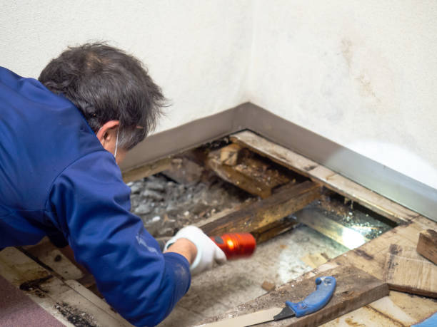 Best HVAC Mold Remediation in Appleton, MN